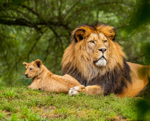 photo booth background design options animals 001