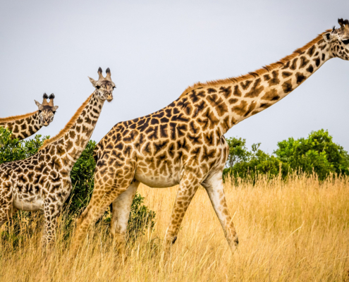 photo booth background design options animals 002