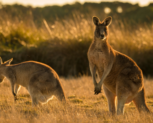 photo booth background design options animals 004