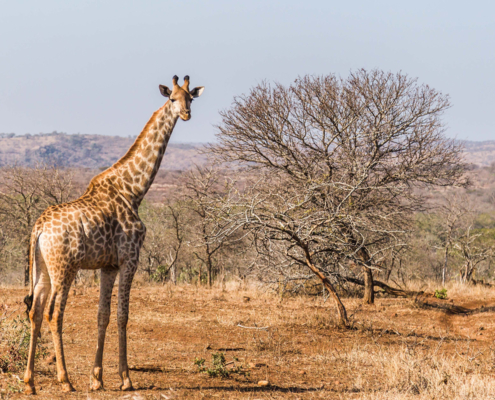 photo booth background design options animals 010