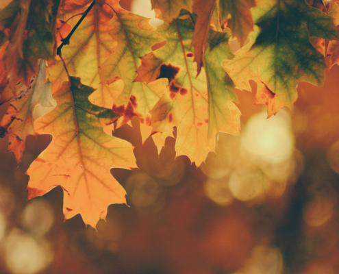 photo booth background design options autumn 001
