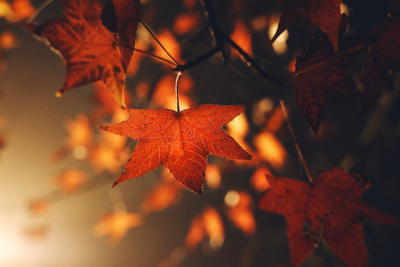 photo booth background design options autumn 002