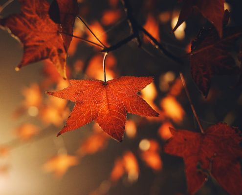 photo booth background design options autumn 002