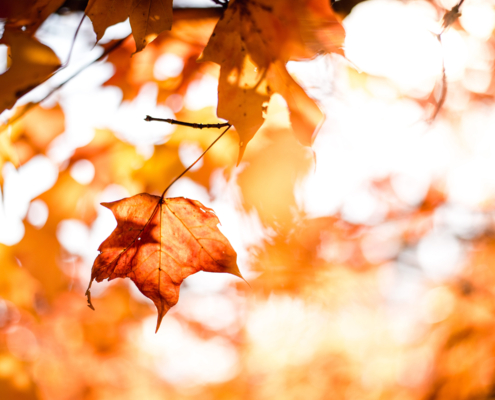 photo booth background design options autumn 005