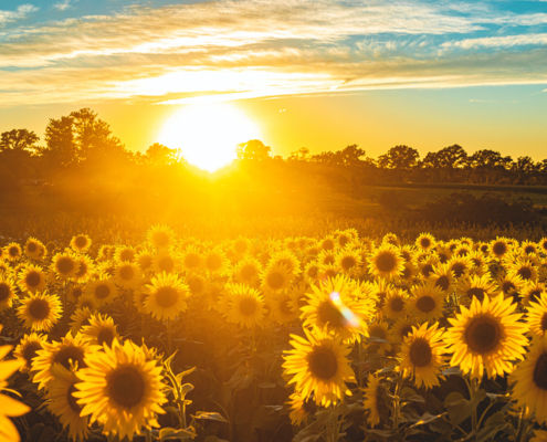 photo booth background design options nature 005