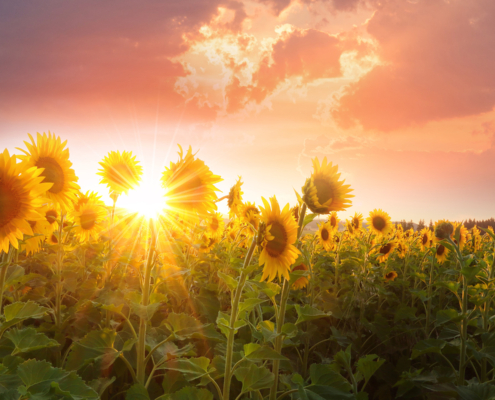 photo booth background design options nature 006