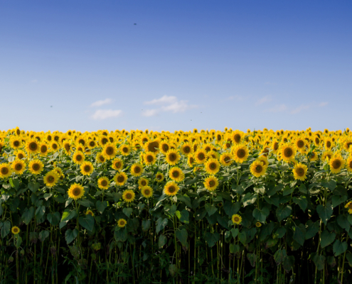 photo booth background design options nature 027